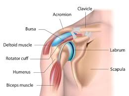 Image result for Neer Test