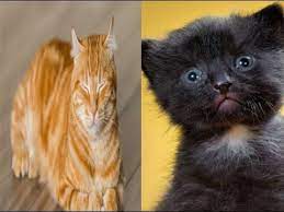 Try Not To Laugh Animals Funny Cats Videos 2020 Animals Funny Cats Funny Cat Videos Funny Animals