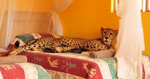 Exotic pets in pets in uk. Why Rich People Are Obsessed With Owning Exotic Animals