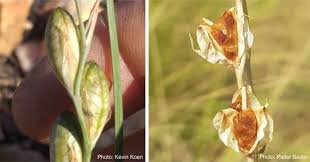 Image result for Gladiolus permeabilis