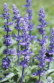 Lavender is toxic to cats, the toxic principles are linalool and linalyl acetate which are phytochemicals (chemicals produced by plants) with a strong odour which may protect it from herbivores. How To Get Rid Of Spiders Hunker Lavender Plant Care Lavender Plant Lavender Hidcote