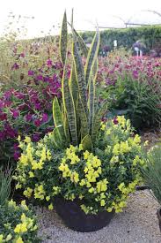 Beautiful Flowers Add Color And Texture Paired With Variegated Snake Plant Container Gardening Flowers Plants Container Garden Design