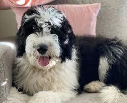 If you would like to place a deposit for a puppy, we like to get to know you a bit. 5 Best Sheepadoodle Breeders In The U S 2021 We Love Doodles