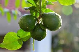 Spring roll, curry puff, fish cake. Learn How To Care For A Kaffir Lime Tree