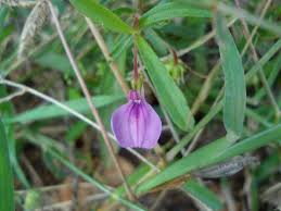 Image result for Afrohybanthus enneaspermus