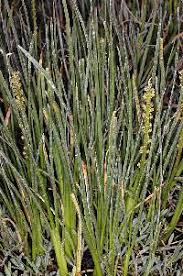 Image result for Juncaginaceae