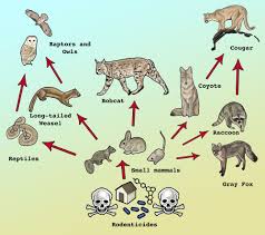 Products Marketed To Kill Rodents Are Instead Threatening The Lives Of The Wildlife That Eat Them As Poisons Travel U Animals Wild Wildlife Endangered Wildlife