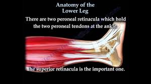 It connects from the top of your pelvic bone to just below your knee. Anatomy Of The Lower Leg Everything You Need To Know Dr Nabil Ebraheim Youtube