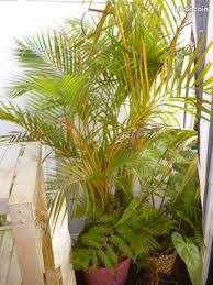 Le bon coin martinique voiture d'occasion. Outils De Jardinage Tondeuse D Occasion Toutes Les Communes 97420 Leboncoin