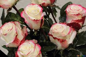 Download the background for free. White Rose Image Chic Roses Wallpaper Desktop Images Rose Flower 22780 Torange Biz Free Pics On Cc By License