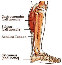 The gastrocnemius muscle has two functions on two joints. Calf Muscles Armstrong Podiatry Sports Health S Blog