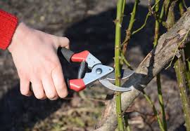 Rosenbüsche fangen im frühjahr an zu blühen. Edelrosen Schneiden Zeitpunkt Vorgehen Plantura