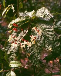 Image result for Clerodendrum poggei
