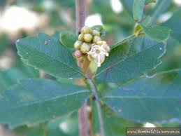 Image result for Hippobromus