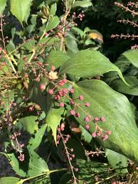 Image result for Psychotria mahonii