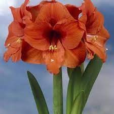 Amaryllis Bulbs Lowes Com Amaryllis Bulbs Amaryllis Flowers Amaryllis