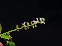 Image result for Basilicum polystachyon