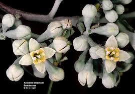 Image result for Santalaceae