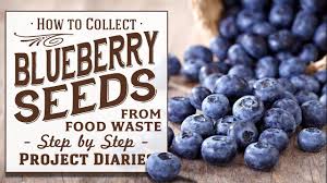 Shop now & save up to 23% when you browse our wide variety of fruit trees & more!. How To Collect Free Blueberry Seeds From Food Waste A Complete Step By Step Guide Youtube