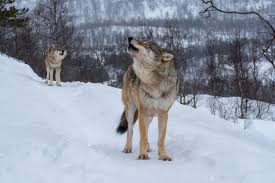 Moon Moon Meme Explained Where Did The Dumb Wolf Idea Come From