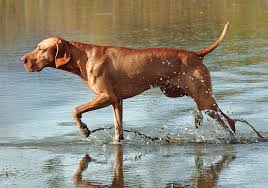 Hungarian vizslas have an unusually long puppyhood and can remain. Hungarian Vizsla Breeds