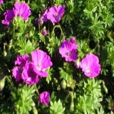 Image result for Geranium sanguineum Max Frei