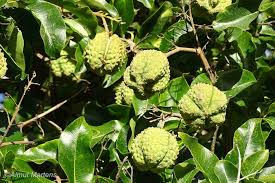 Image result for Cordia sp.A.