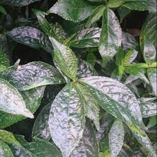 It is known as pokok pecah kaca or pokok pecah beling in malaysia, and pecah beling, enyoh kilo, kecibeling or kejibeling in indonesia. Pecah Beling Pecah Kaca Anak Pokok Shopee Malaysia