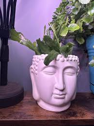 House Plant Lovers Addicts 🌲🌿