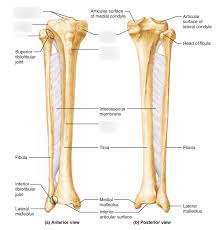 The spine is made of 33 individual bones stacked one on top of the other. Bones Of The Right Leg Part 1 Diagram Quizlet