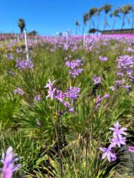 Image result for Tulbaghia acutiloba