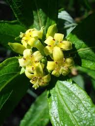 Image result for Fadogia variifolia
