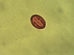 Image result for Boscia filipes