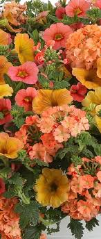 Hanging baskets filled with colorful flowers and plants are very showy and elegant and adorn any garden. Beach Sunset Brings All The Amazing Colors Together You See At Sunset Time Sun Loving Plants Container Flowers Flower Pots Outdoor Container Gardening Flowers