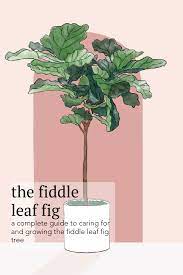 Fiddle Leaf Fig Tree Care Guide Plant Care Tips And More La Residence Fiddle Leaf Fig Tree Fiddle Leaf Fig Fiddle Leaf