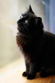 Bringing Home A New Cat Pretty Cats Cute Cats Beautiful Cats