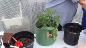 Grow bags typically require more water than potted plants. How To Plant Patio Tomatoes In 5 Gallon Root Pouch Grow Bags Youtube