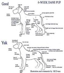 8 best puppy growth chart images cute animals dogs cute dogs