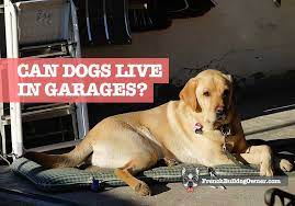 A dog house or a shaded area where he can escape the elements. Can Dogs Live In A Garage And Is It Legal Winter Summer Care