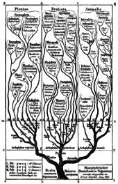 Cyanobacteria - Wikipedia