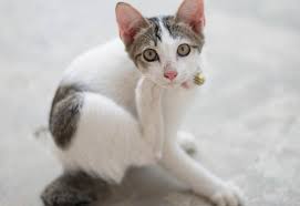 We did not find results for: Common Skin Problems In Cats