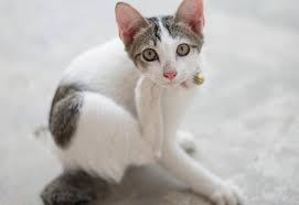 You'll notice your cat scratching or biting at a part of their body. Common Skin Problems In Cats