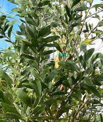 Image result for Acacia melanoxylon