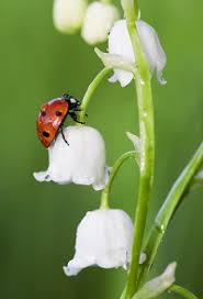 Pour un brin de muguet · yvette horner. Le Muguet Fleur Du 1er Mai Histoire Entretien Legendes