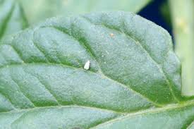 Innerhalb kurzer zeit entwickeln sich aus den schwarzgefärbten puppen die schlupfwespen. Weisse Fliege Bekampfen Die Besten Hausmittel Gartenlexikon De