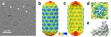 Shape shifter: redirection of prolate phage capsid assembly by  staphylococcal pathogenicity islands | Nature Communications