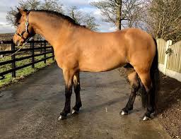 Some believe they are descendants of scandinavian ponies brought by the vikings; Class 1 Buckskin Connemara Stallion Stallions Online