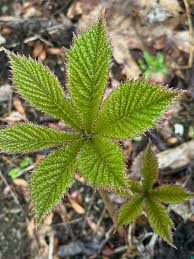 Image result for Launaea rogersii