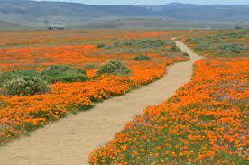 Quick, easy, & always secure. California State Flower Bild Von Antelope Valley California Poppy Reserve Lancaster Tripadvisor