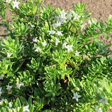Image result for Hippocratea parvifolia
